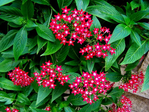 繁星花|五星花价格 