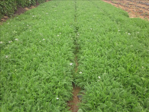 山东蓍草价格 青州蓍草价格 潍坊优质宿根草花批发供应商 