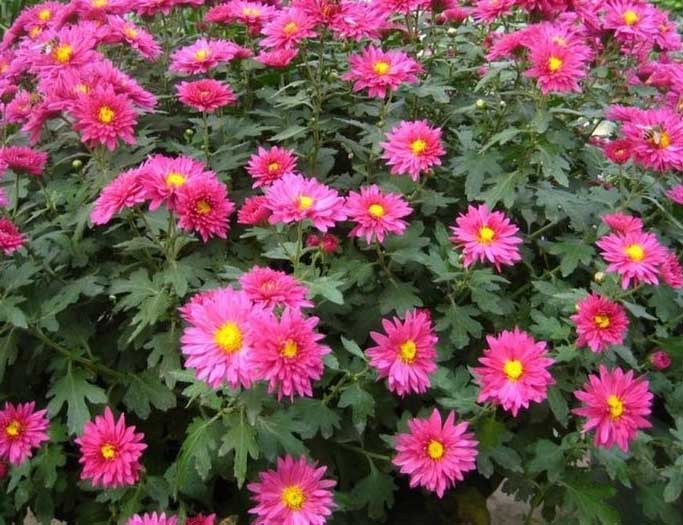 金鸡菊.金鸡菊价格.金鸡菊基地. 