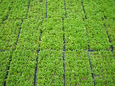 草花穴盘苗价格 五一草花 国庆草花 