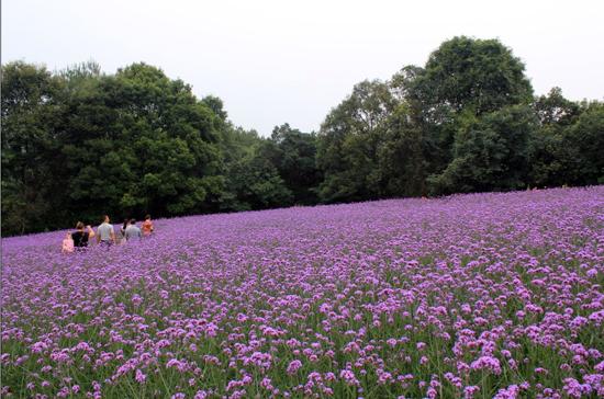 山东柳叶马鞭草价格 绿化柳叶马鞭草基地 