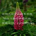 热荐}北京草花价格 北京草花批发 北京草花专业供应商 