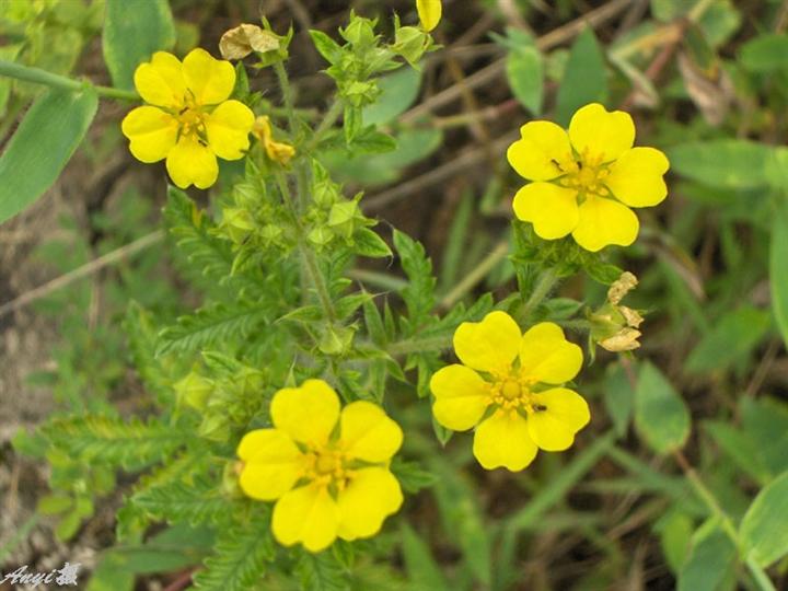 山东委陵菜价格*山东黄花委陵菜批发*青州宿根草花价格 