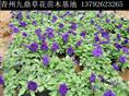 内蒙古草花价格 内蒙古草花批发呼和浩特草花赤峰草花包头草花供应商 