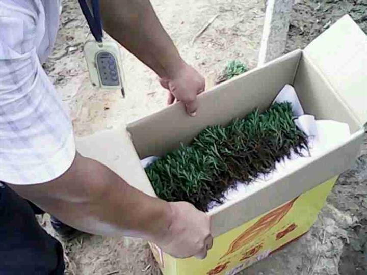 石家庄薰衣草价格新乡安国长治薰衣草菏泽莱芜宿迁薰衣草价格 