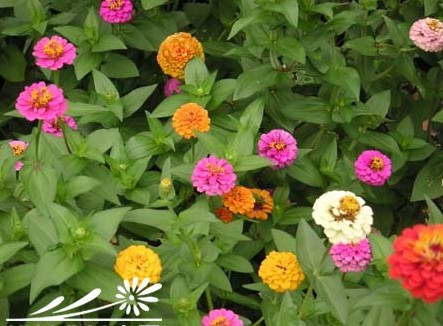 河北百日草天津百日草陕西山西百日草河南百日草宁夏 