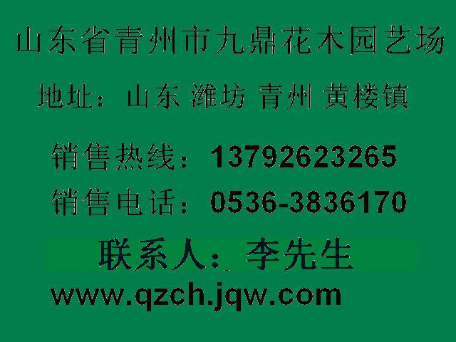 满天星价格|山东满天星价格 