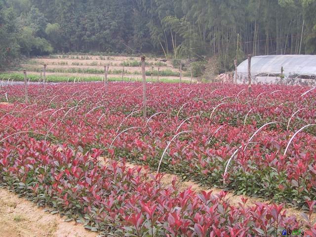 推荐【山东红叶石楠价格 山东红叶石楠基地 绿化苗木批发】 