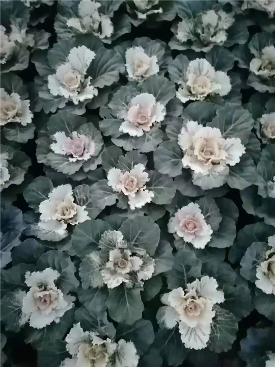 羽衣甘蓝 青州草花 山东宿根花卉