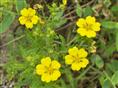 山东委陵菜价格*山东黄花委陵菜批发*青州宿根草花价格 