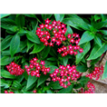繁星花|五星花价格 