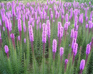 蛇鞭菊/蛇鞭菊价格 