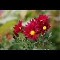 宿根草花 