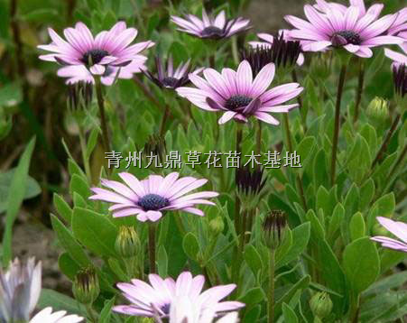 山东非洲万寿菊价格 青州金鱼草价格 潍坊宿根草花批发基地 
