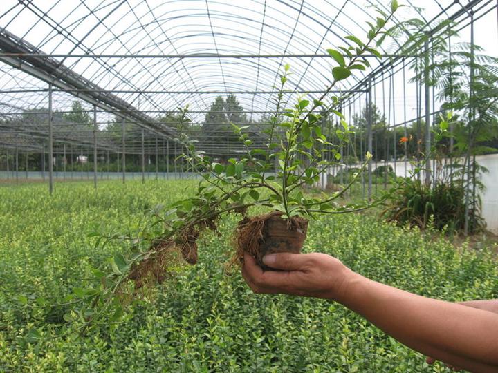 邯郸扶芳藤价格保定承德廊坊衡水沧州邢台 