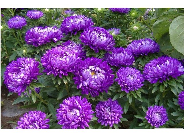 翠菊/翠菊价格 