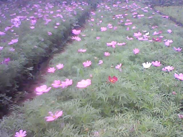 【波斯菊价格 山东波斯菊价格 绿化宿根草花基地】 