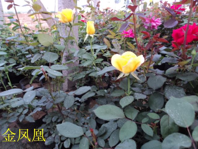 力荐}天津草花苗木价格 天津草花苗木批发 天津草花苗木供应商 