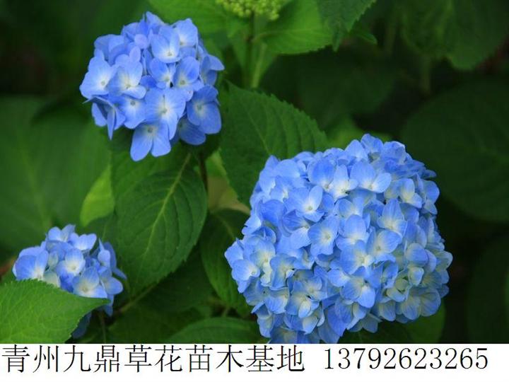 热荐{山东八仙花价格 青州八仙花价格 优质八仙花批发供应商} 