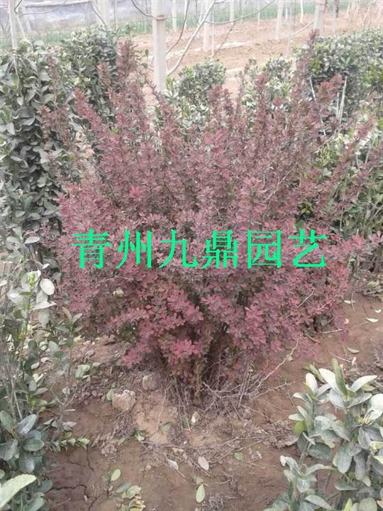 青州红叶小檗价格济宁泰安日照青岛莱芜德州 