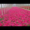 时令草花价格|时令草花基地|时令草花批发 