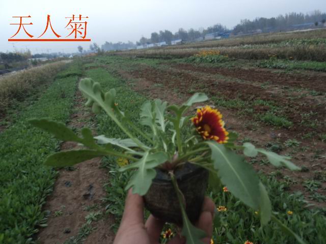 天人菊价格 山东天人菊价格 