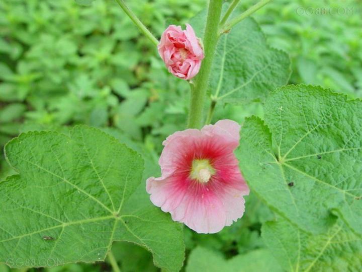 蜀葵/蜀葵价格 