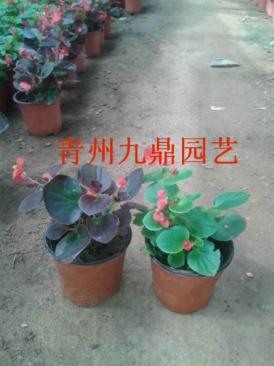 四季海棠价格|山东四季海棠价格 