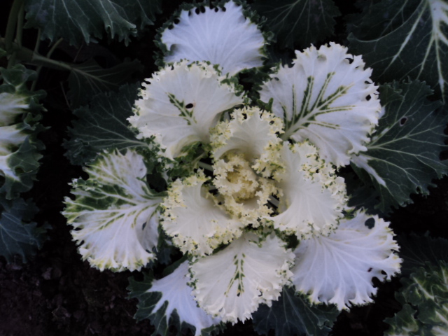 【河北冬季草花价格/河北耐寒草花价格/河北草花销售厂家】 