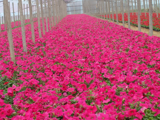 时令草花价格|时令草花基地|时令草花批发 