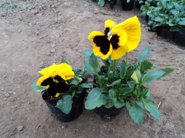 【山西冬季草花价格/山西耐寒草花价格/山西草花销售厂家】 