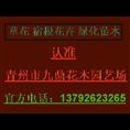 北京千屈菜价格天津辽宁大连吉林哈尔滨 