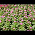 长春花价格山东 