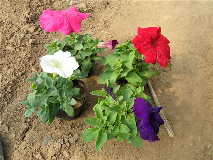 山东开花草花品种有哪些？ 