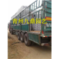 山东紫菀价格 高山紫菀批发基地 