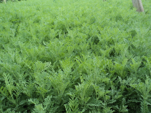 枣庄薰衣草价格胶州宝鸡大同薰衣草临沂平顶山济南薰衣草价格 