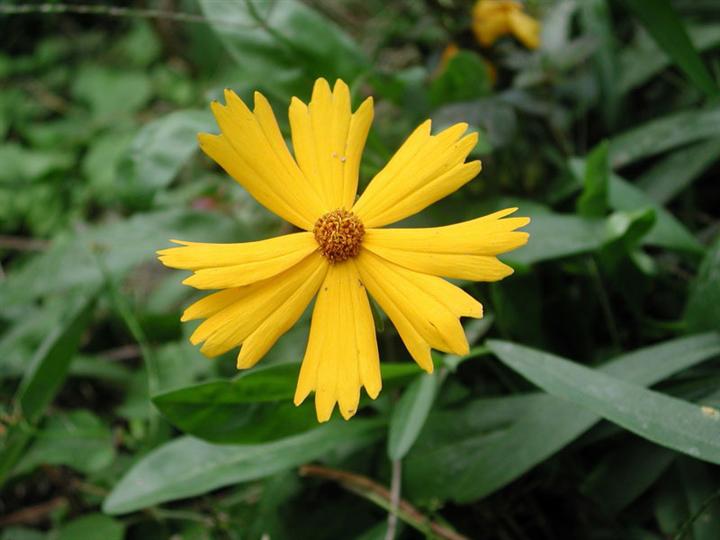 青州大花金鸡菊价格 山东大花金鸡菊价格 潍坊优质金鸡菊批发商 