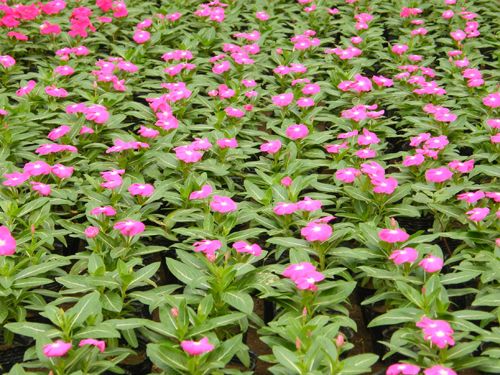 长春花价格山东 