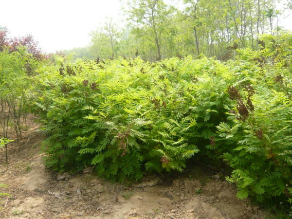 廊坊珍珠梅价格衡水吕梁承德张家口滨州 