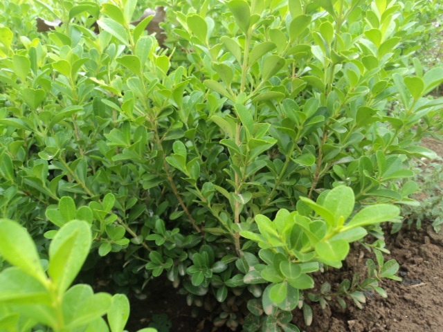 青州小叶黄杨价格济宁泰安日照青岛莱芜德州 