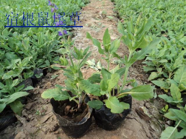 陕西宿根花卉价格：西安宿根草花价格：宝鸡宿根草花批发价格 