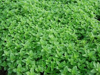 山东牛至价格*山东牛至批发*青州宿根花卉价格 