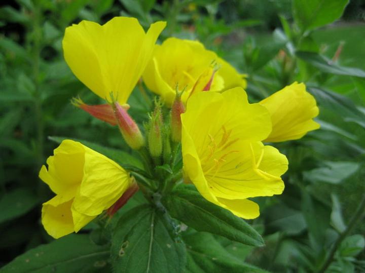 山东月见草价格*山东月见草批发*宿根草花批发基地 