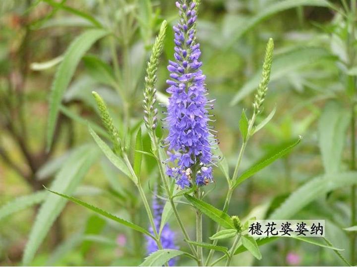 推荐【山东婆婆纳价格 山东婆婆纳基地 宿根婆婆纳草花批发】 