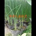 滨州水生花卉价格菏泽聊城北京天津辽宁 