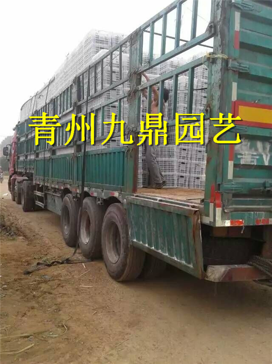 山东紫菀价格 高山紫菀批发基地 