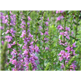 千屈菜.千屈菜价格.千屈菜基地 