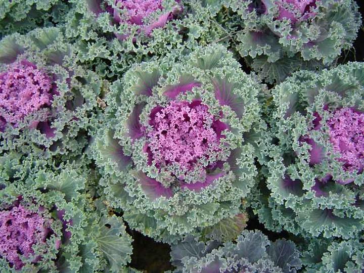 【湖北草花价格 湖北草花批发 湖北草花种植基地】 