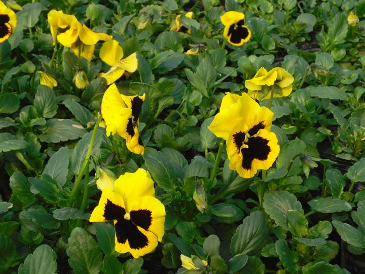 山东开花草花价格 
