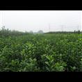 滨州大叶黄杨价格菏泽聊城德州吕梁临汾运城 